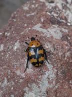 beetle bug color:orange insect rock subject:animal type:photograph // 2000x2667 // 719KB