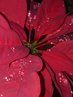 color:red cuetlaxochitl noche_buena rain raindrop subject:plant type:photograph water // 2000x2667 // 358KB