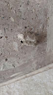 bug insect nest subject:object type:photograph wall wasp // 2000x3556 // 910KB