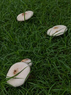 color:green grass mushroom subject:fungus subject:plant type:photograph // 2000x2667 // 620KB
