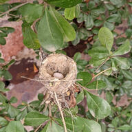 bird color:green egg hummingbird nest subject:animal subject:plant tree type:photograph // 2000x2000 // 533KB
