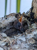bird hatchling hummingbird nest poop subject:animal type:photograph // 2000x2667 // 517KB