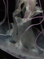 jellyfish subject:animal type:photograph // 2000x2667 // 248KB