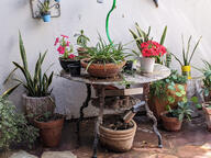 floor flower pot potted_plant shovel stone subject:object subject:plant succulent_plant table type:photograph wall wet // 2667x2000 // 892KB