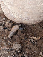gastropod pot snail soil subject:animal type:photograph // 2000x2667 // 917KB