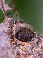 bird hummingbird nest nestling poop subject:animal subject:plant type:photograph // 2000x2667 // 489KB