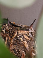 bird hummingbird nest nestling poop subject:animal type:photograph // 2000x2667 // 398KB