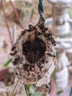 bird cable hummingbird nest nestling poop subject:animal subject:object type:photograph // 2000x2667 // 528KB