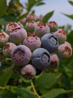 berry color:blue color:green color:violet fruit subject:plant type:photograph // 2000x2667 // 380KB